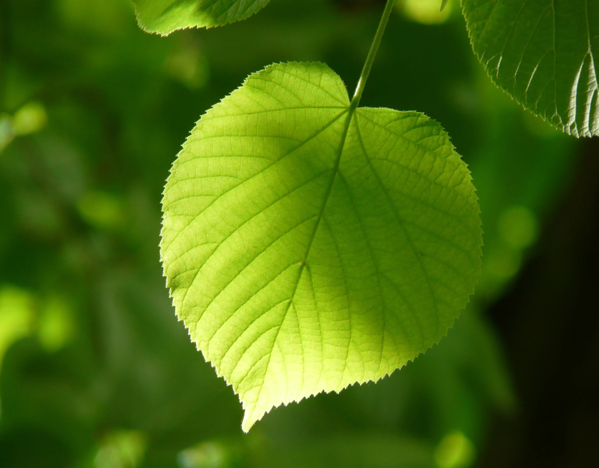 Ecovadis Derecelendirmesi